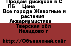 Продам дискусов в С-ПБ. › Цена ­ 3500-4500 - Все города Животные и растения » Аквариумистика   . Тверская обл.,Нелидово г.